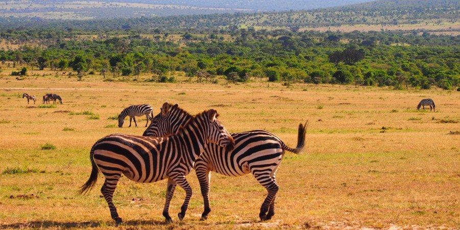Fauna in Africa