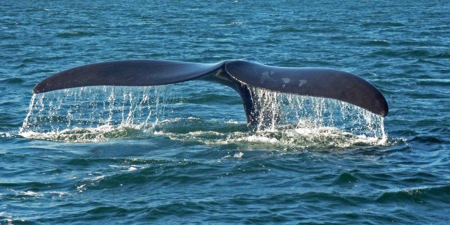 Avvistamento di Balene nella Penisola di Valdes