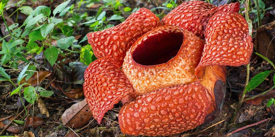 La Rafflesia